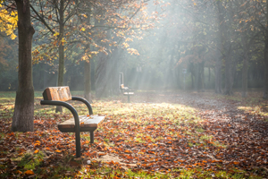 A sunlit bench in a park
