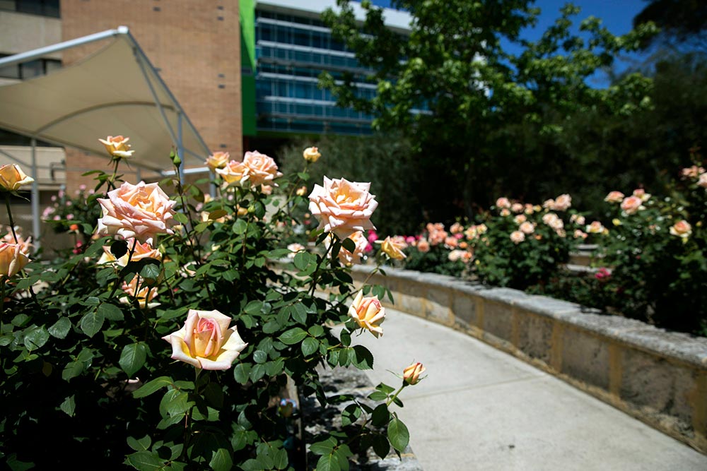 A rose garden