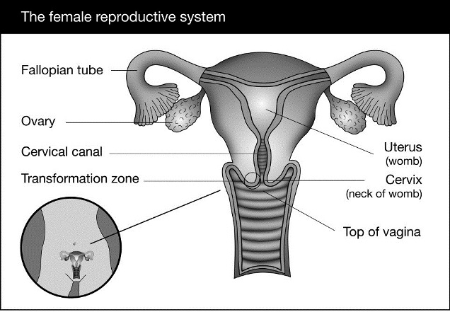 Illustration of the female reproductive system